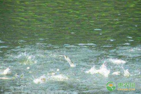 混養魚種的疾病預防措施：混養魚種疾病預防最新研究