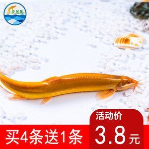 7厘米小金龍魚苗多少錢一條：金龍魚苗價(jià)格走勢