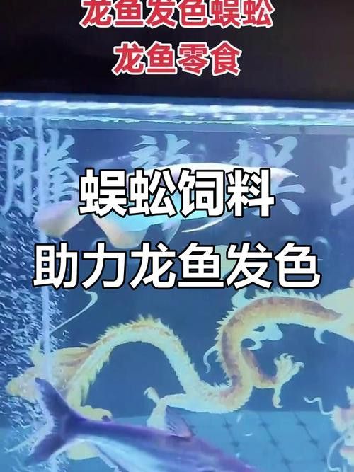 金龍魚怎么發色更好