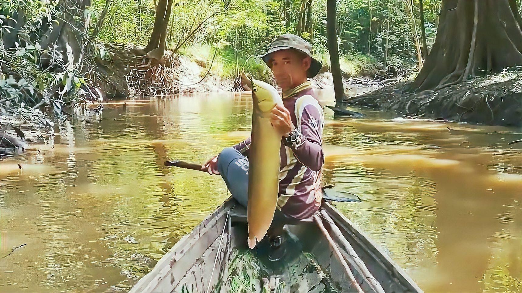 銀龍魚膽小不吃食怎么辦 銀龍魚膽小不吃食怎么辦 龍魚百科 第2張
