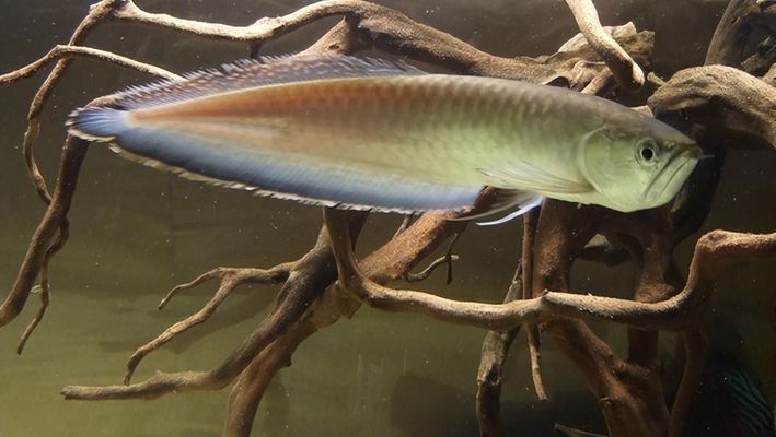 紅龍魚喂什么鰭尾長得快一點：如何判斷紅龍魚鰭尾健康,紅龍魚鰭尾生長的常見誤區