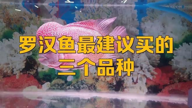 哪種羅漢魚最好養