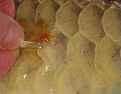 龍魚藥物中毒的處理措施：龍魚中毒的處理措施