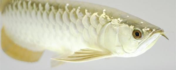 龍魚藥物中毒的處理措施：龍魚中毒的處理措施