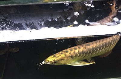 龍魚咀嚼：龍魚咀嚼食物的行為