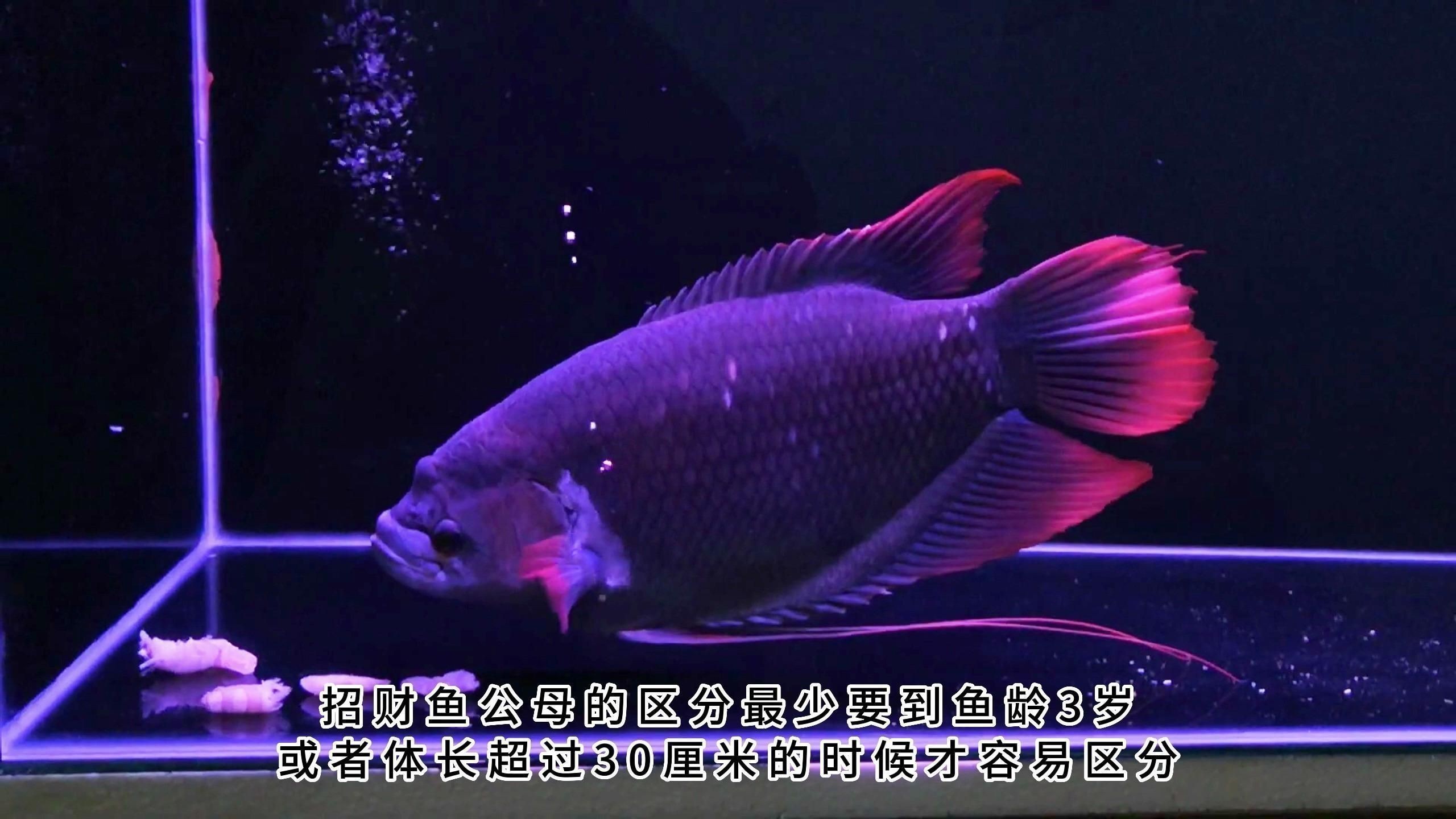 藍面財神魚怎么看公母