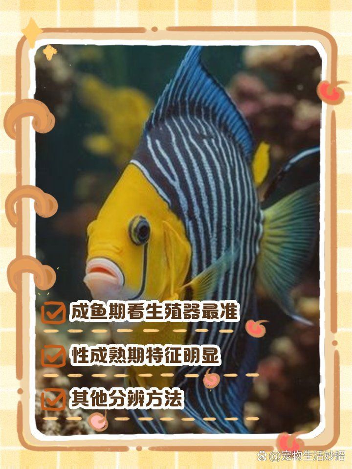 藍面財神魚怎么看公母