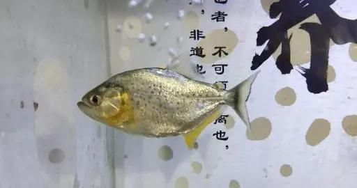 雙線魚能和龍魚混養嗎:雙線魚和龍魚可以混養嗎?混養指南與注意事項 龍魚百科 第3張 雙線魚能和龍魚混養嗎:雙線魚和龍魚可以混養嗎?混養指南與注意事項 雙線魚能和龍魚混養嗎:雙線魚和龍魚可以混養嗎?混養指南與注意事項 龍魚百科 第3張
