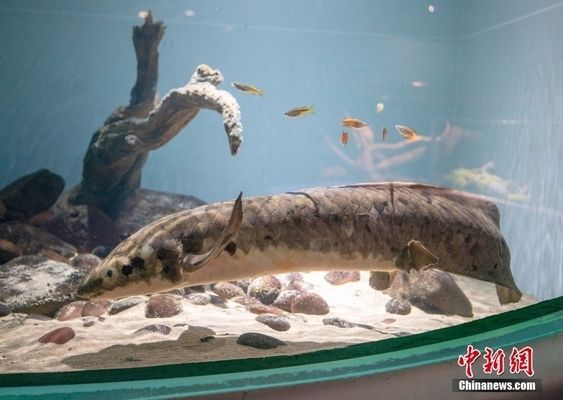 雙線魚能和龍魚混養嗎:雙線魚和龍魚可以混養嗎?混養指南與注意事項 龍魚百科 第2張 雙線魚能和龍魚混養嗎:雙線魚和龍魚可以混養嗎?混養指南與注意事項 雙線魚能和龍魚混養嗎:雙線魚和龍魚可以混養嗎?混養指南與注意事項 龍魚百科 第2張