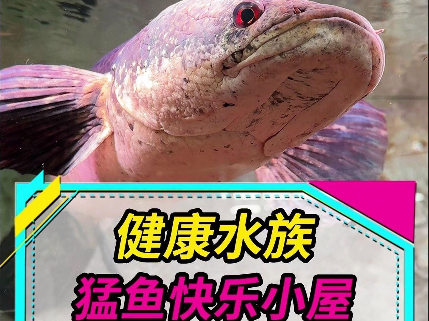 如何選擇適合雷龍魚的魚缸？