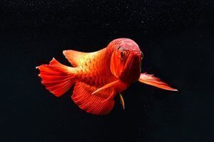 紅色的金龍魚好不好養（養殖紅色金龍魚的注意事項）