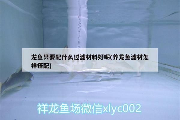 養龍魚需要哪些濾材：生化過濾濾材,其他濾材的日常維護方法,如何選擇合適的龍魚濾材