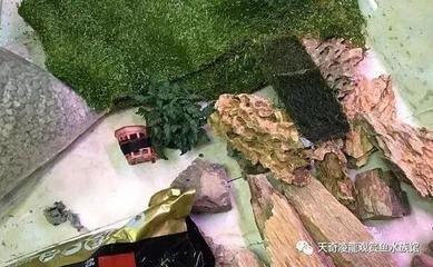 龍魚上濾缸制作（龍魚上濾缸制作過(guò)程包括準(zhǔn)備工具、安裝過(guò)濾系統(tǒng)和裝飾魚缸結(jié)構(gòu)）