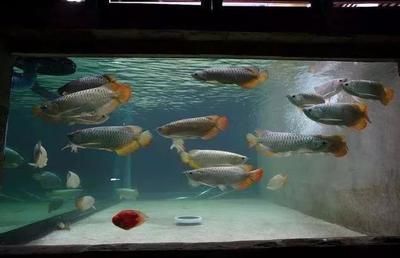 龍魚上濾缸制作（龍魚上濾缸制作過(guò)程包括準(zhǔn)備工具、安裝過(guò)濾系統(tǒng)和裝飾魚缸結(jié)構(gòu)）