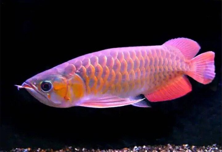有沒有更多紅龍魚壁紙尺寸？