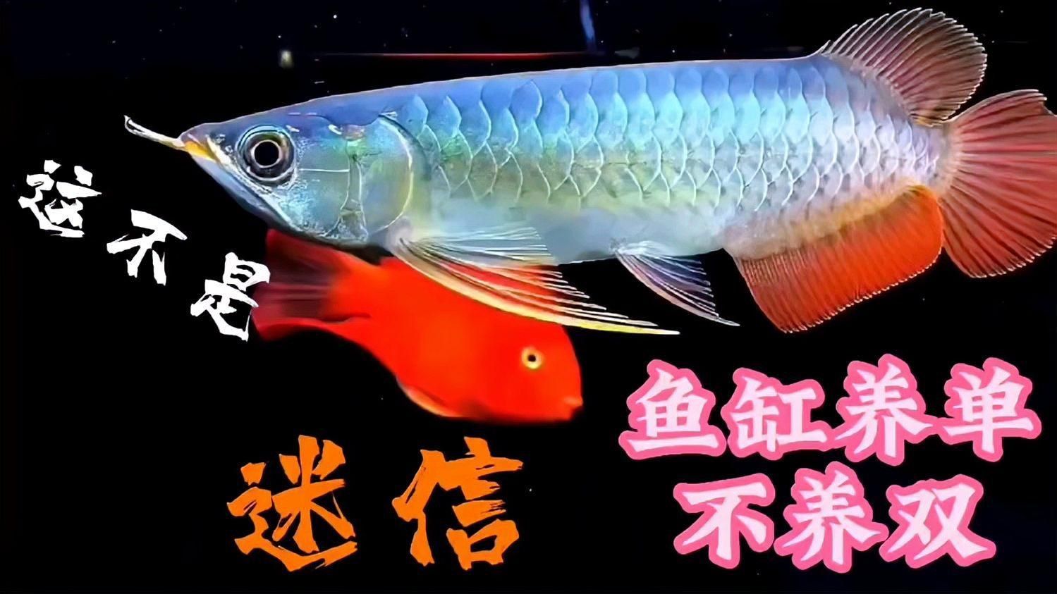 養(yǎng)魚為什么養(yǎng)單不養(yǎng)雙