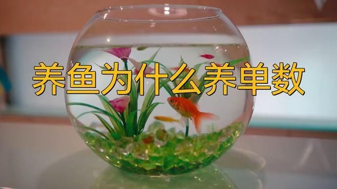 養(yǎng)魚為什么養(yǎng)單不養(yǎng)雙