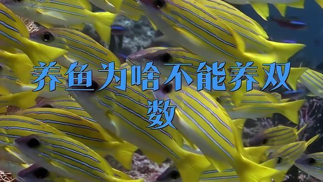 養(yǎng)魚為什么養(yǎng)單不養(yǎng)雙
