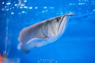 金龍魚藍色背景是什么：藍色背景在金龍魚飼養(yǎng)中是一個不錯的選擇，藍色背景的選擇