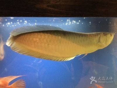 上海金龍魚：上海金龍魚是什么公司？