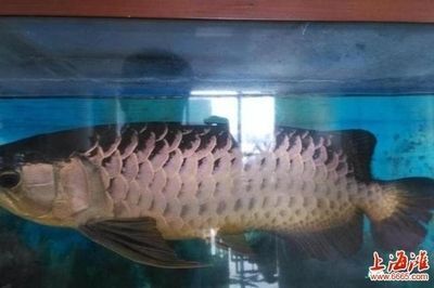 上海金龍魚：上海金龍魚是什么公司？