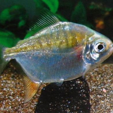 粗線銀板魚咬龍魚