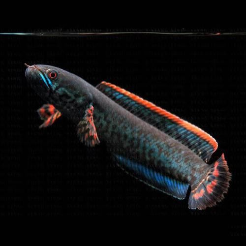 這些低價(jià)雷龍魚(yú)哪個(gè)最好養(yǎng)？