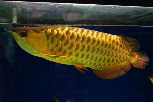 小型金龍魚的種類