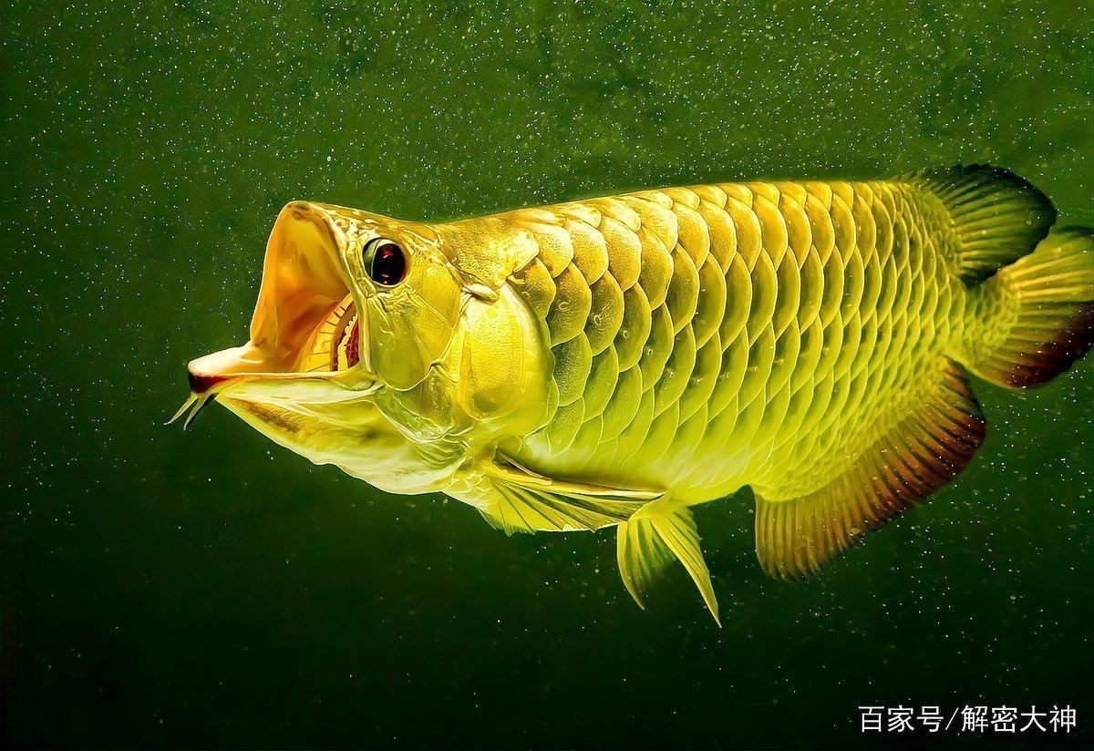 金龍魚是不是很貴 金龍魚是不是很貴 龍魚百科 第20張