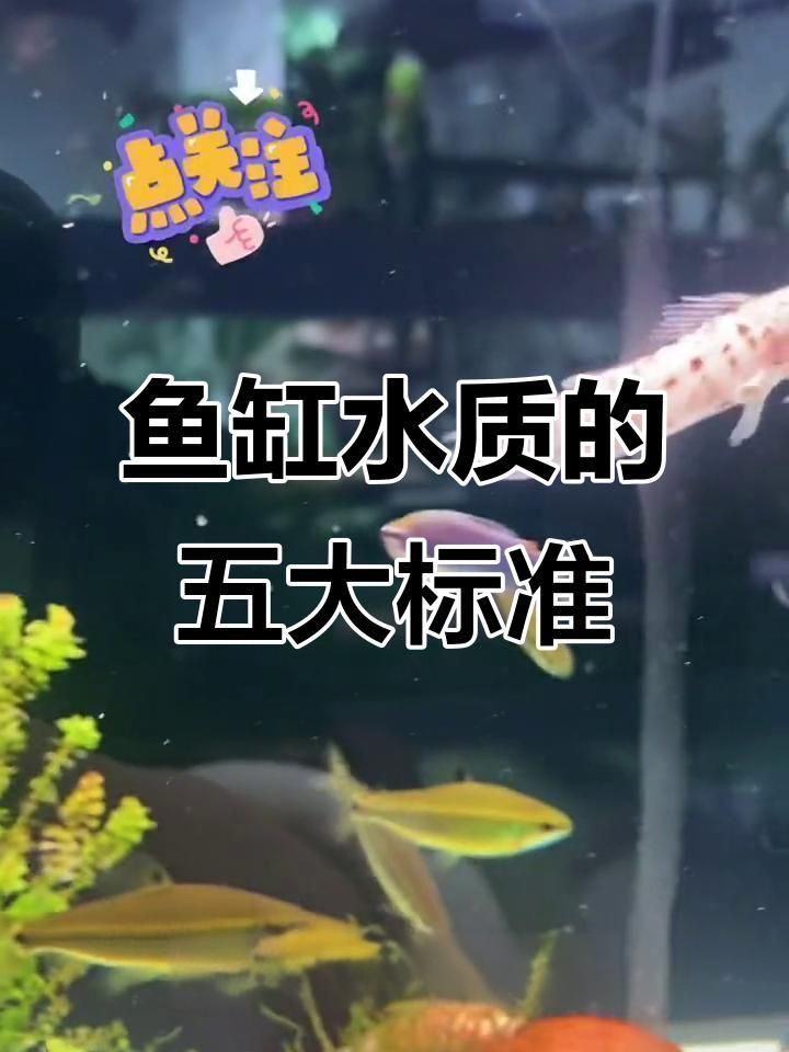 魚缸水質檢測方法