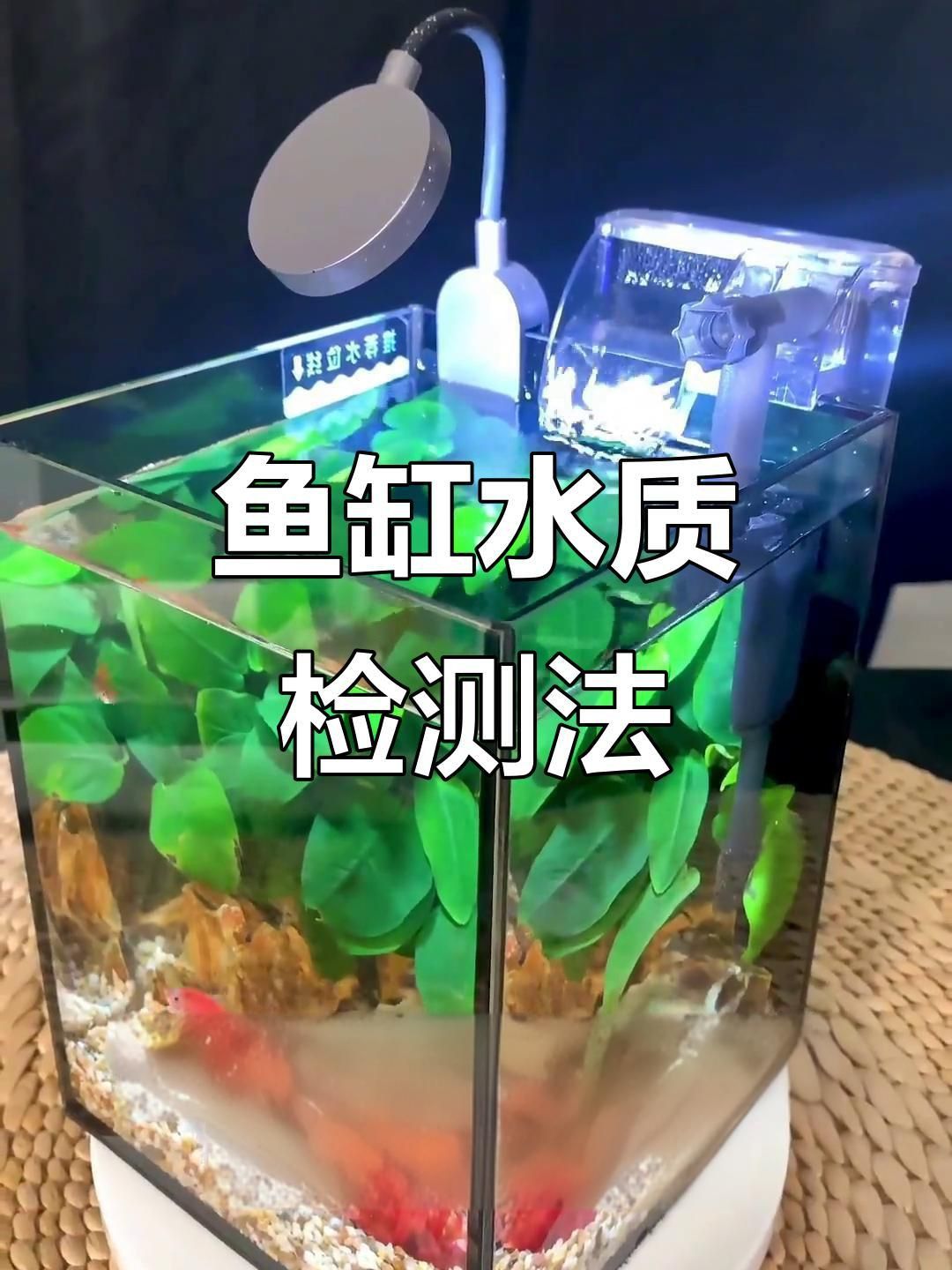 魚缸水質檢測方法