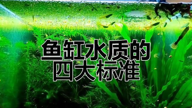 魚缸水質檢測方法