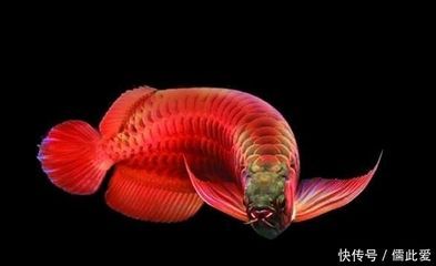 養(yǎng)殖龍魚的利潤空間有多大？：養(yǎng)殖龍魚的利潤空間受到多種因素影響，養(yǎng)殖龍魚的利潤空間不大