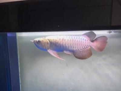 哈爾濱金龍魚代理電話是多少號（哈爾濱金龍魚代理）