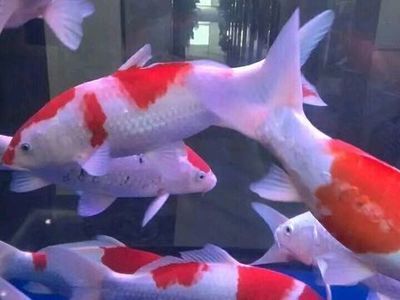 龍魚總是被招財魚欺負：龍魚在魚缸中被招財魚欺負怎么辦