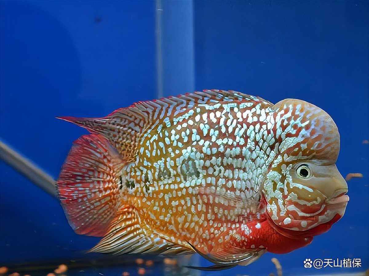 羅漢魚最便宜三個品種