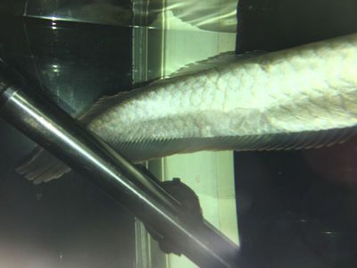 銀龍魚魚鱗上有白色泡（銀龍魚魚鱗上出現白色泡可能是由多種因素引起的原因）