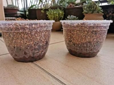 龍魚缸放麥飯石的好處（麥飯石在龍魚缸中的具體作用）