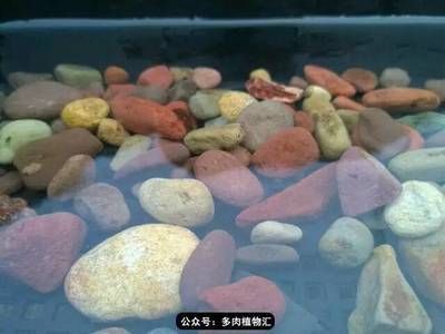 龍魚缸放麥飯石的好處（麥飯石在龍魚缸中的具體作用）