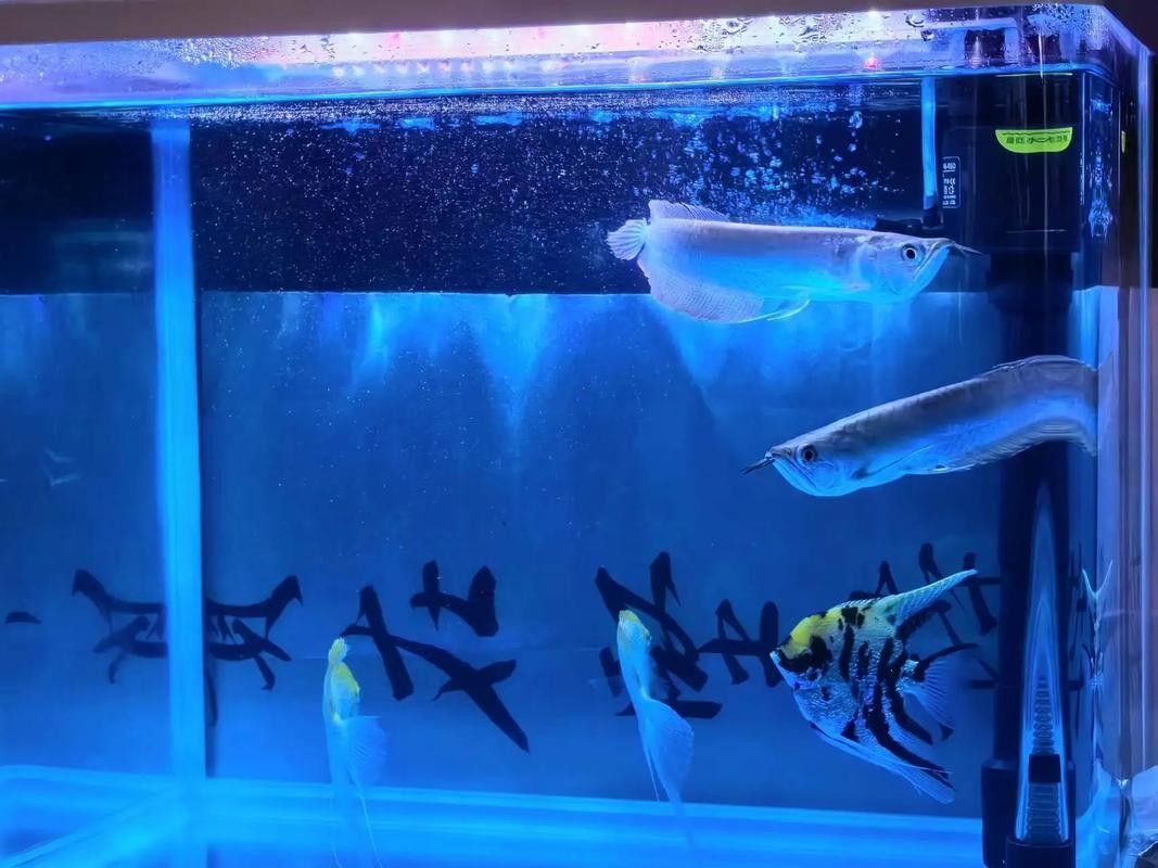 銀龍魚苗長什么樣子圖片欣賞大全