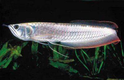 銀龍魚受驚嚇了什么癥狀（銀龍魚受到驚嚇后會(huì)有哪些癥狀）