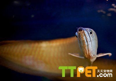 銀龍魚受驚嚇了什么癥狀（銀龍魚受到驚嚇后會(huì)有哪些癥狀）