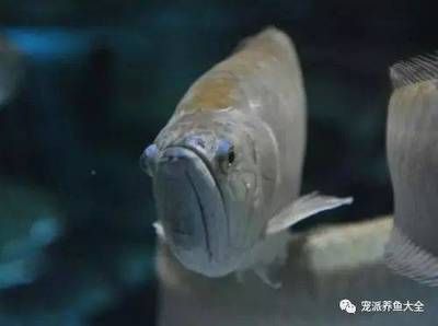 銀龍魚受驚嚇了什么癥狀（銀龍魚受到驚嚇后會(huì)有哪些癥狀）