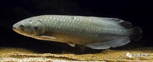 龍魚(yú)來(lái)自哪個(gè)國(guó)家的魚(yú)類：龍魚(yú)的原產(chǎn)地并不是單一的國(guó)家，而是分布在全球多個(gè)地區(qū)的古老物種