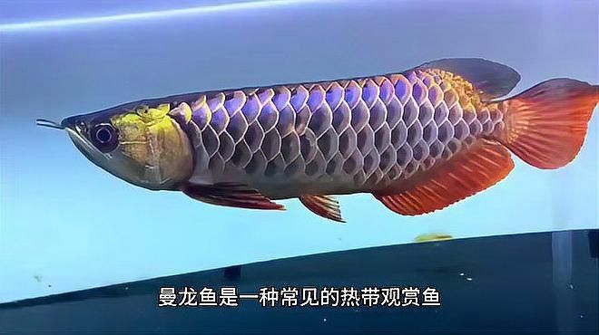 曼龍魚的最佳混養伙伴有哪些？