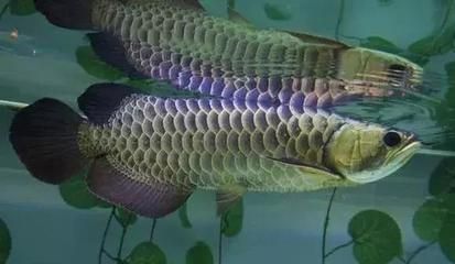 龍魚怎么開口吃食：龍魚開口吃食的過程需要注意一些關鍵因素