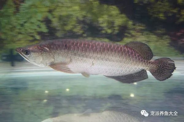 寶石紅龍魚脊背上的黑色啥時候能退掉：寶石紅龍魚的飼養方法
