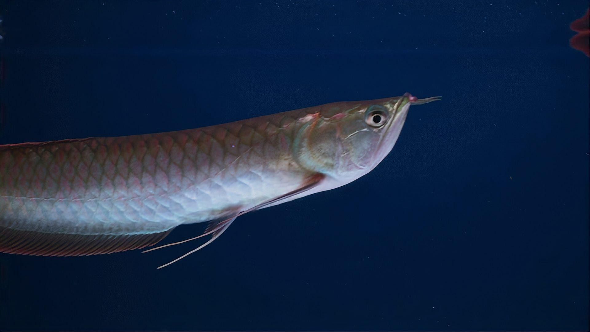 龍魚蒙眼多久能好啊