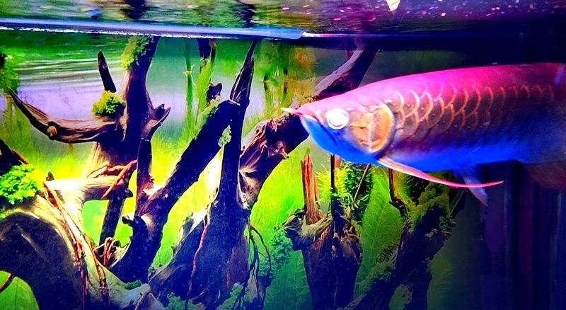 龍魚蒙眼多久能好啊