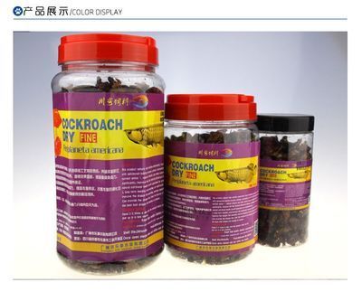 龍魚吃什么增色快又好養：龍魚增色飼料品牌推薦